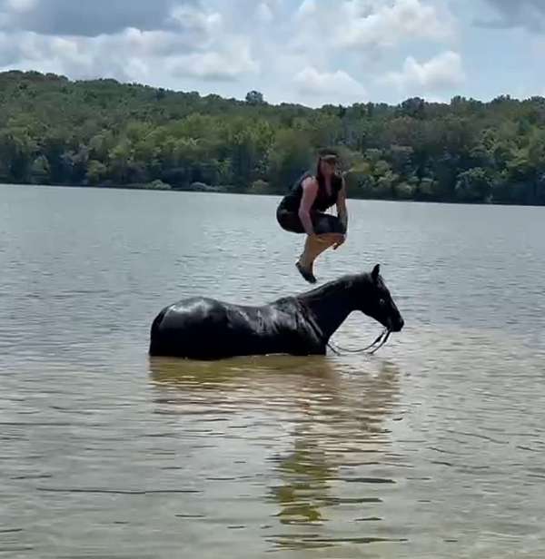 ridden-english-quarter-horse