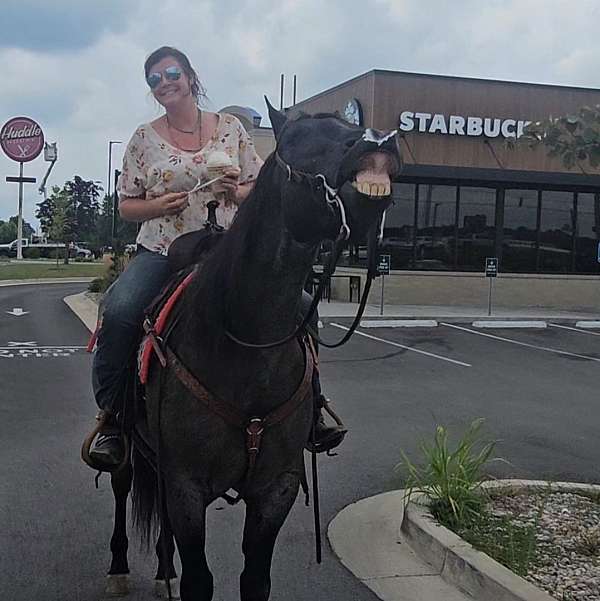 ridden-western-quarter-horse