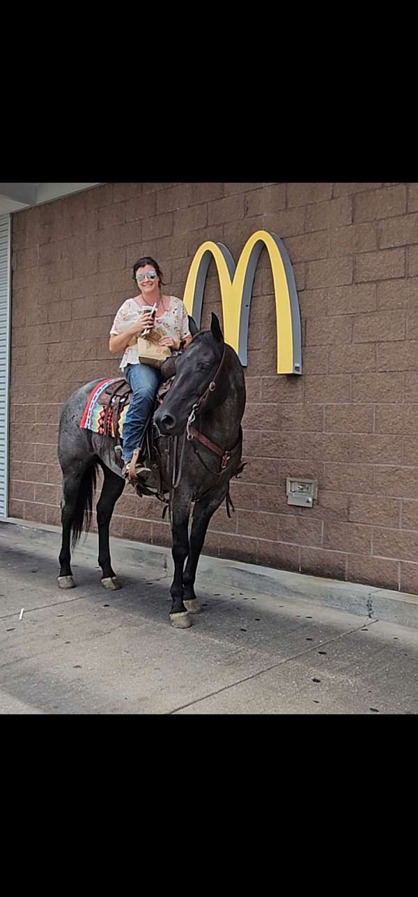 show-quarter-horse