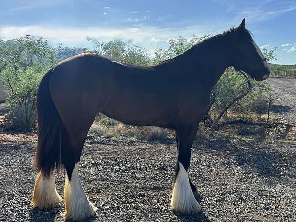 meadows-gypsy-vanner-horse