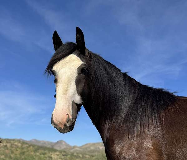 river-gypsy-vanner-horse