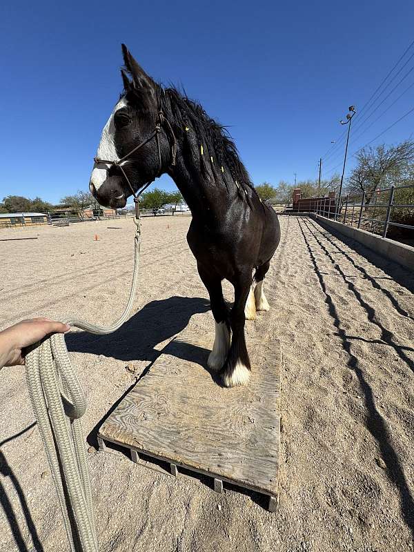 rivers-gypsy-vanner-horse