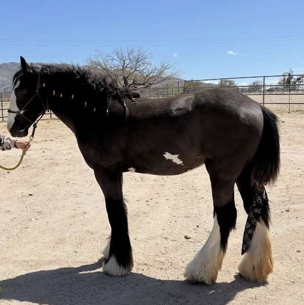 backs-filly