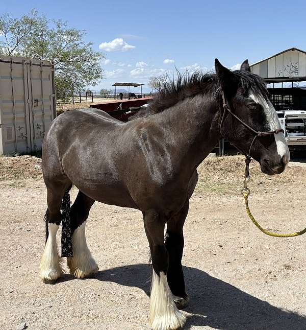 meadows-filly