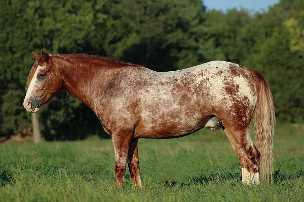 cross-gypsy-vanner-horse