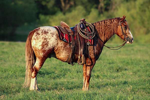 flashy-gypsy-vanner-horse