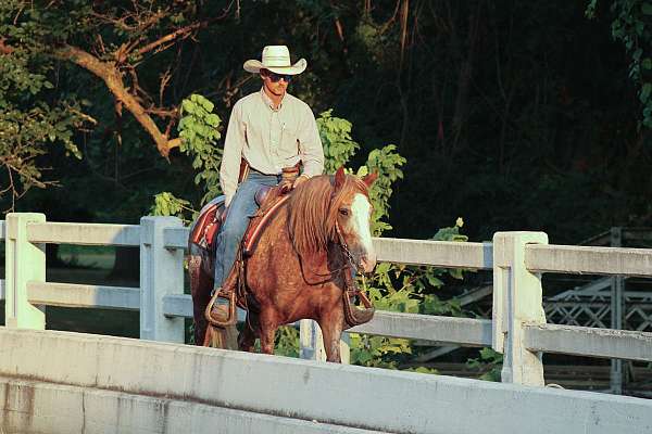 husband-safe-gypsy-vanner-horse