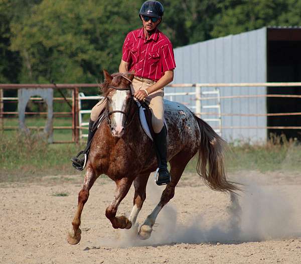 jumping-gypsy-vanner-horse