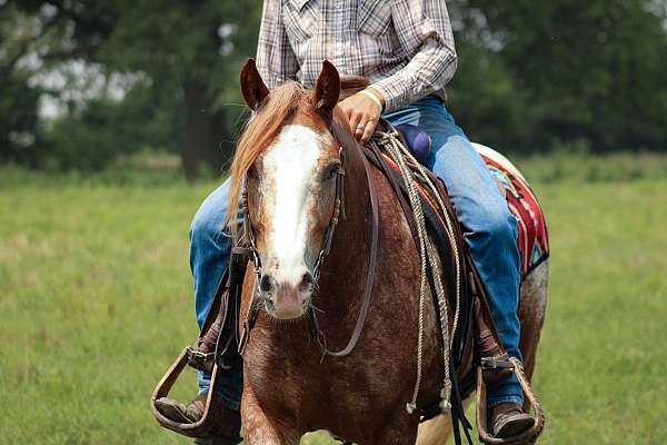 ranch-gypsy-vanner-horse