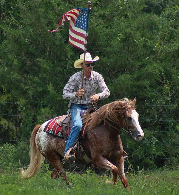 ridden-english-gypsy-vanner-horse