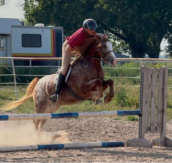 ridden-western-gypsy-vanner-horse
