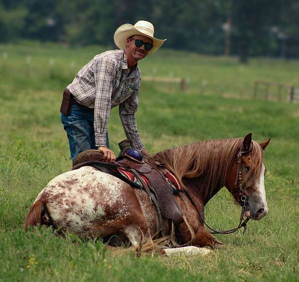 trail-riding-gypsy-vanner-horse