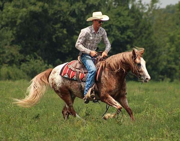 working-cattle-gypsy-vanner-horse
