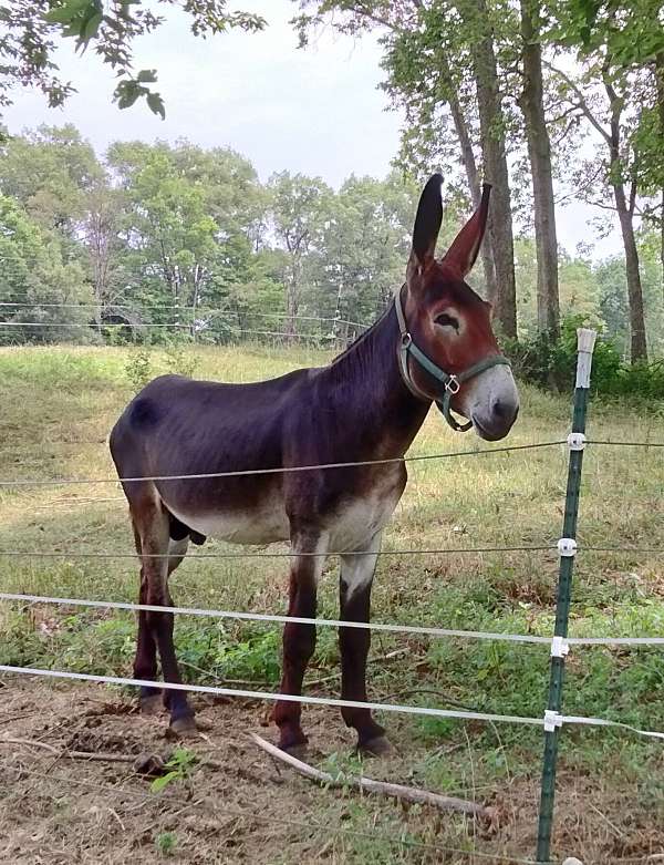 donkey-stallion