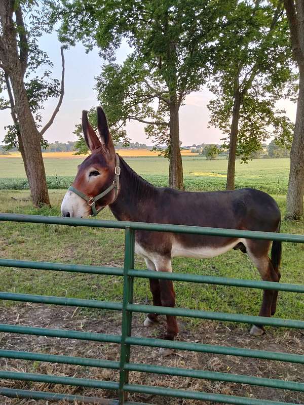 donkey-for-sale