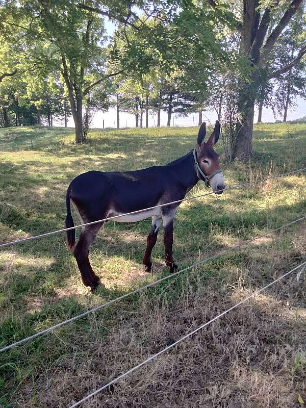 head-donkey
