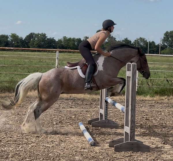 athletic-gypsy-vanner-horse