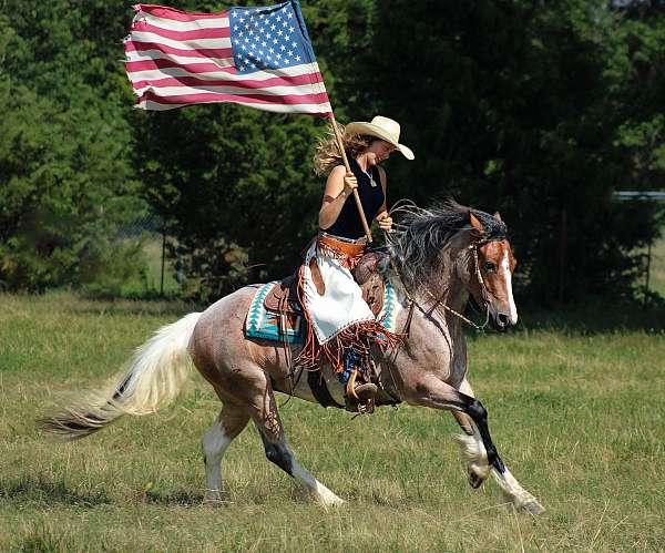 jumping-gypsy-vanner-horse