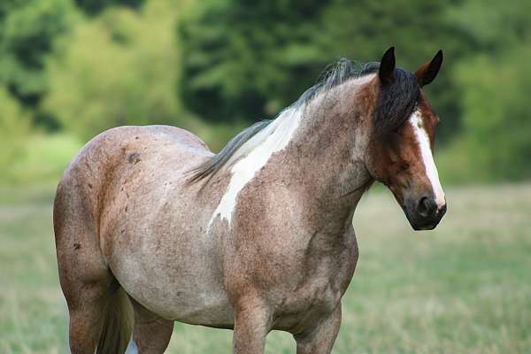parade-gypsy-vanner-horse