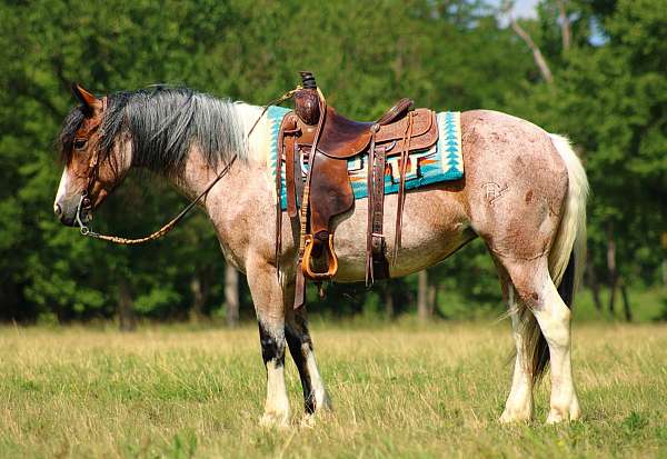 ranch-gypsy-vanner-horse