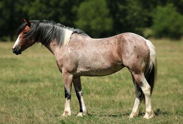 ranch-versatility-gypsy-vanner-horse