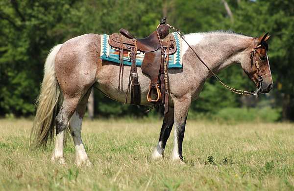 ranch-work-gypsy-vanner-horse