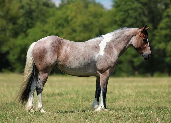 ridden-english-gypsy-vanner-horse