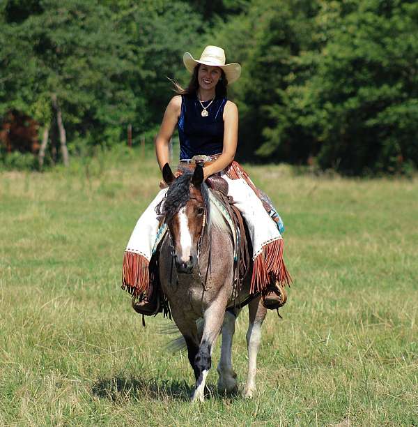 ridden-western-gypsy-vanner-horse