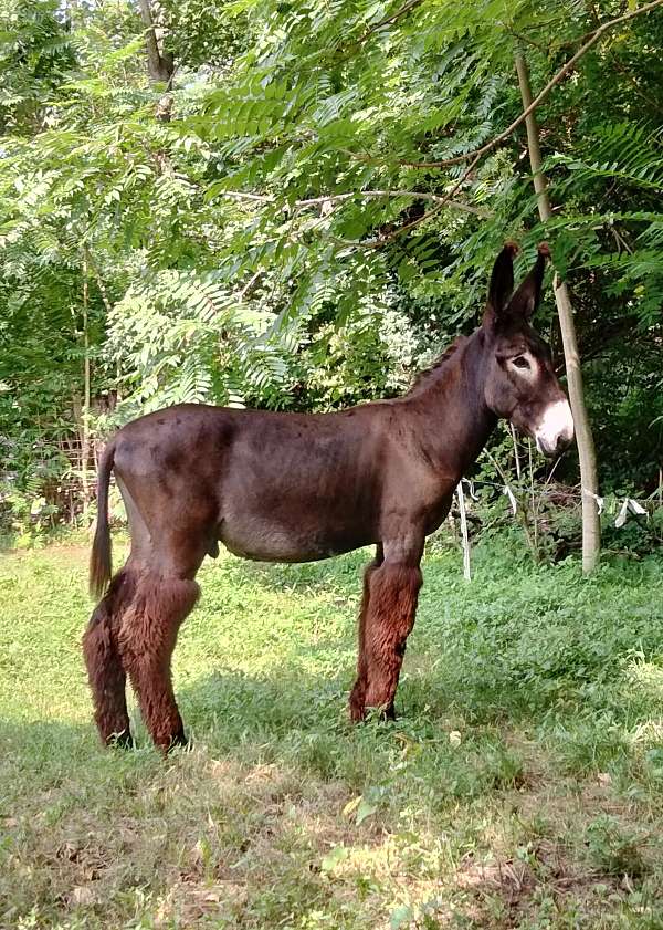 14-hand-donkey