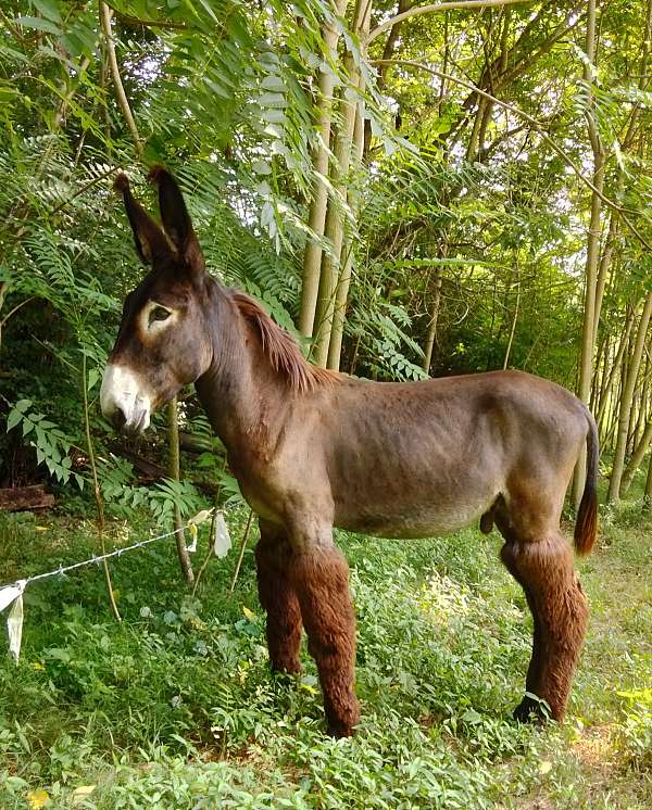 14-hand-donkey-stallion