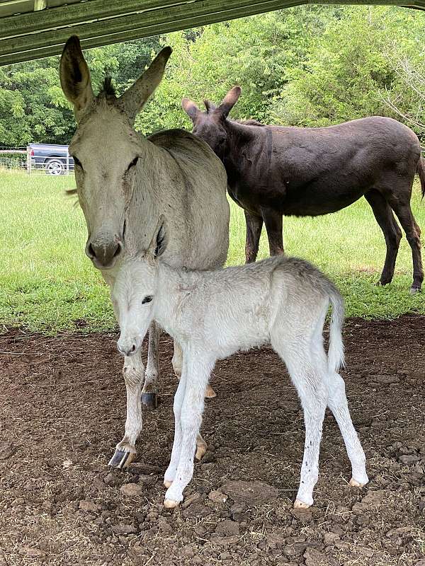 grey-dapple-markings-horse