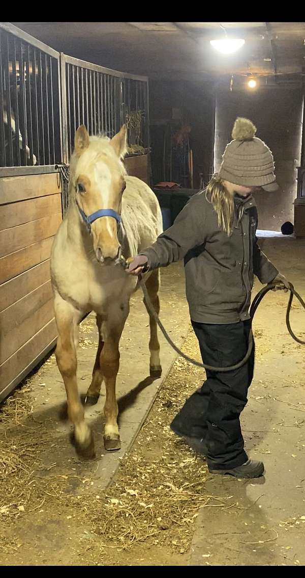 youth-projects-quarter-horse