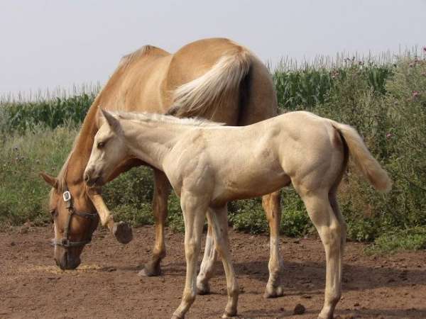 tee-j-jacks-money-horse