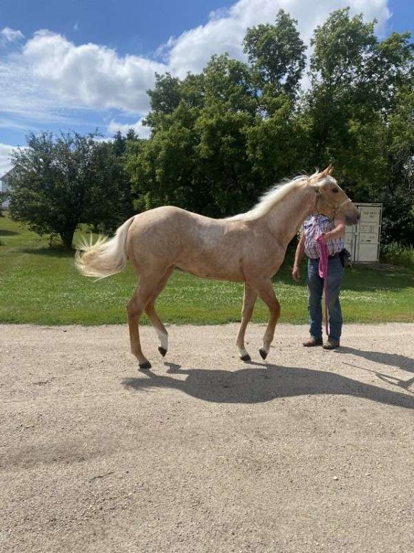 tee-j-jacks-money-quarter-horse