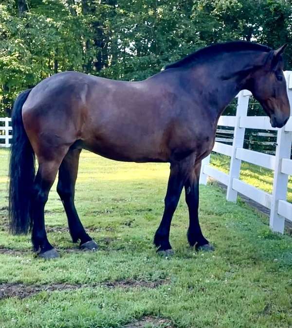 beginner-horse-draft