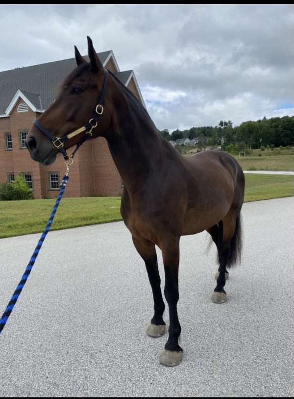 dressage-prospect-draft-horse