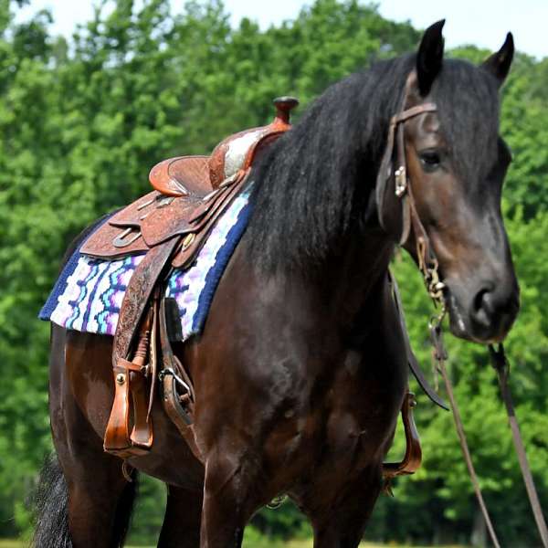 bombproof-friesian-horse