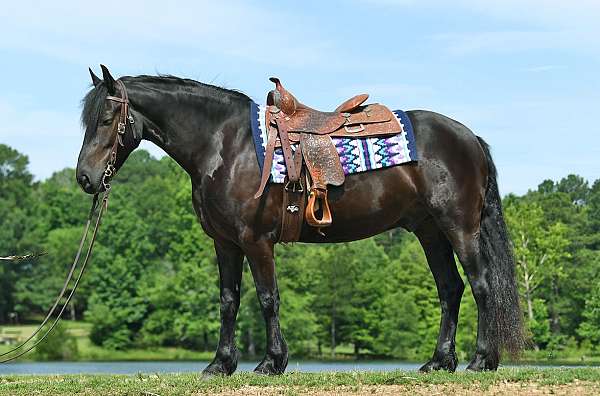 gelding-friesian-horse