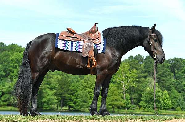 all-around-friesian-horse