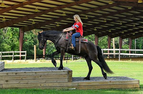 friesian-horse