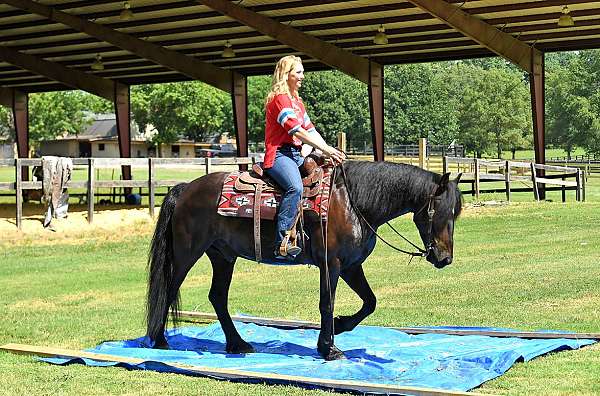 draft-friesian-horse