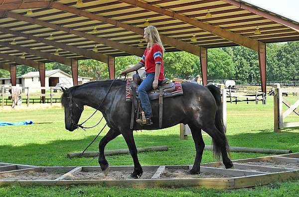 flashy-friesian-horse