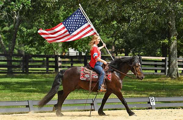 trail-riding-friesian-horse