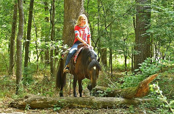 beginner-friesian-horse