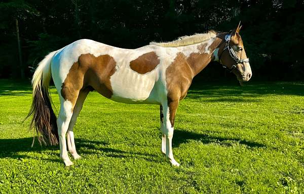 all-around-tennessee-walking-horse