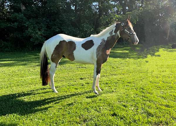 black-none-horse