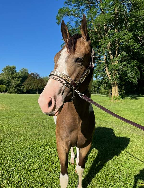 any-rider-tennessee-walking-horse