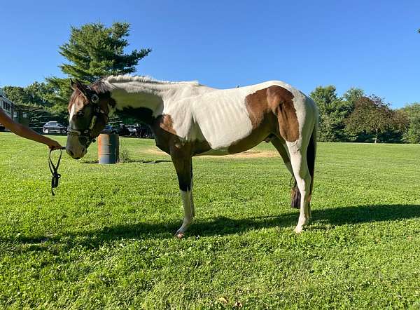 athletic-tennessee-walking-horse