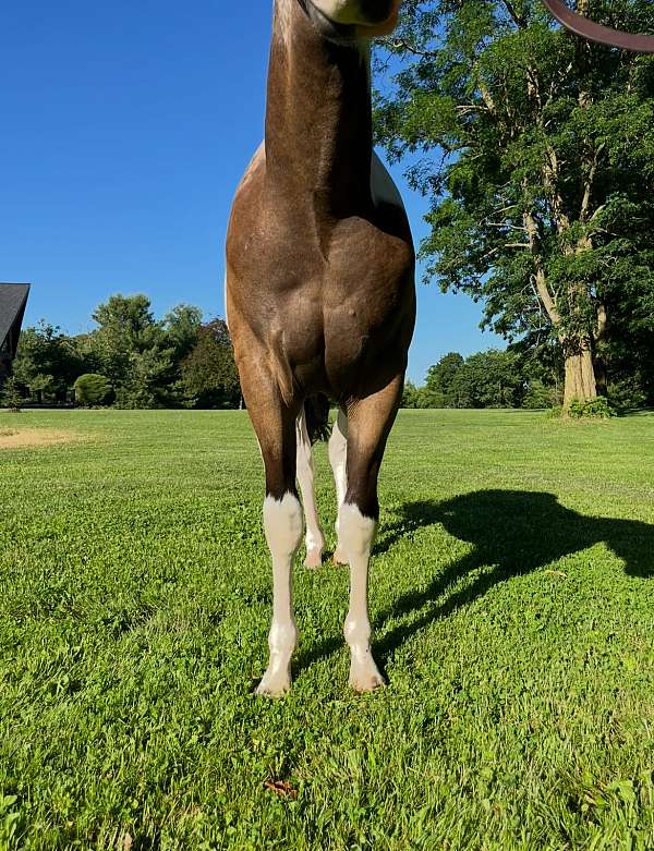 auction-tennessee-walking-horse