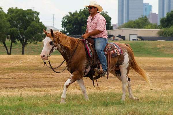 all-quarter-horse